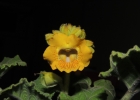 <i>Ibicella lutea</i> (Lindl.) Van Eselt. [Martyniaceae]