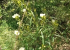 <i>Ludwigia major</i> (Micheli) Ramamoorthy [Onagraceae]