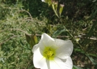 <i>Ludwigia major</i> (Micheli) Ramamoorthy [Onagraceae]