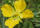 <i>Ludwigia multinervia</i> (Hook. & Arn.) Ramamoorthy [Onagraceae]