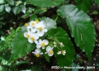 <i>Begonia fischeri</i> Schrank [Begoniaceae]