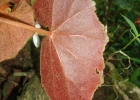 <i>Begonia subvilosa</i> Klotzsch [Begoniaceae]