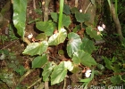 <i>Begonia subvilosa</i> Klotzsch [Begoniaceae]