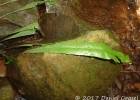<i>Campyloneurum atlanticum</i> R.C. Moran & Labiak [Polypodiaceae]