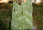 <i>Campyloneurum atlanticum</i> R.C. Moran & Labiak [Polypodiaceae]