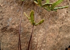 <i>Doryopteris triphylla</i> C. Chr. [Pteridaceae]