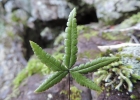 <i>Doryopteris triphylla</i> C. Chr. [Pteridaceae]