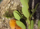 <i>Apuleia leiocarpa</i> (Vogel) J.F.Macbr. [Fabaceae]