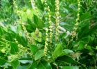 <i>Lonchocarpus nitidus</i> (Vogel) Benth. [Fabaceae]