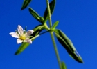 <i>Arenaria lanuginosa</i> (Michx.) Rohrb. [Caryophyllaceae]