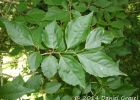 <i>Banara tomentosa</i> Clos [Salicaceae]