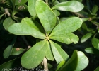 <i>Acanthosyris spinescens</i> (Mart. & Eichler) Griseb. [Santalaceae]