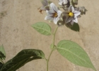 <i>Solanum didymum</i> Dunal [Solanaceae]