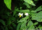 <i>Solanum chacoense</i> Bitter [Solanaceae]