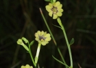 <i>Schwenckia curviflora</i> Benth.  [Solanaceae]