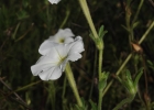 <i>Petunia axillaris</i> (Lam.) Britton et al. [Solanaceae]