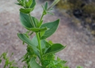 <i>Petunia axillaris</i> (Lam.) Britton et al. [Solanaceae]