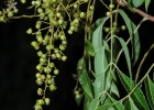 <i>Myracrodruon balansae</i> (Engl.) Santin [Anacardiaceae]