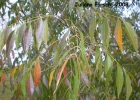 <i>Myracrodruon balansae</i> (Engl.) Santin [Anacardiaceae]