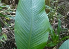 <i>Calathea monophylla</i> (Vell.) Koernicke [Marantaceae]