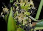 <i>Calathea monophylla</i> (Vell.) Koernicke [Marantaceae]