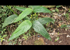 <i>Maranta arundinacea</i> L. [Marantaceae]