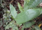 <i>Olyra latifolia</i> L. [Poaceae]