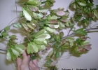 <i>Thinouia mucronata</i> Radlk. [Sapindaceae]