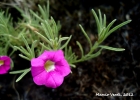 <i>Calibrachoa sellowiana</i> (Sendtn.) Wijsman [Solanaceae]