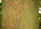 <i>Erythrina falcata</i> Benth. [Fabaceae]