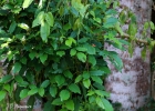 <i>Erythrina falcata</i> Benth. [Fabaceae]