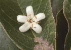 <i>Cordia trichotoma</i> (Vell.) Arrab. ex Steud. [Boraginaceae]