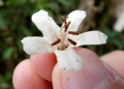 <i>Cordia trichotoma</i> (Vell.) Arrab. ex Steud. [Boraginaceae]