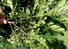 <i>Zanthoxylum fagara</i> (L.) Sarg. [Rutaceae]