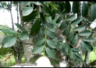 <i>Zanthoxylum fagara</i> (L.) Sarg. [Rutaceae]