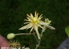 <i>Clematis montevidensis</i> Spreng. [Ranunculaceae]
