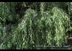 <i>Sapium haematospermum</i> Müll.Arg. [Euphorbiaceae]