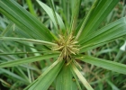 <i>Cyperus distans</i> L.f. [Cyperaceae]