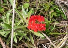 <i>Glandularia peruviana</i> (L.) Small [Verbenaceae]