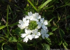 <i>Glandularia peruviana</i> (L.) Small [Verbenaceae]
