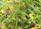 <i>Ludwigia grandiflora</i> (Michx.) Zard., Gu & Raven [Onagraceae]