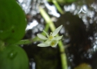 <i>Heteranthera reniformis</i> Ruiz et Pavon [Pontederiaceae]