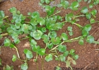<i>Heteranthera reniformis</i> Ruiz et Pavon [Pontederiaceae]