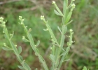<i>Baccharis apicifoliosa</i> A.A.Schneid. & Boldrini [Asteraceae]