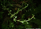 <i>Baccharis flexuosiramosa</i> A.A.Schneid. & Boldrini [Asteraceae]