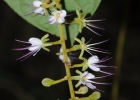 <i>Hirtella hebeclada</i> Moric. ex DC. [Chrysobalanaceae]