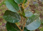 <i>Hirtella hebeclada</i> Moric. ex DC. [Chrysobalanaceae]