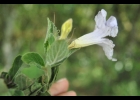 <i>Ruellia brevicaulis</i> (Nees) Lindau. [Acanthaceae]