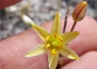 <i>Nothoscordum montevidense</i> Beauverd [Alliaceae]