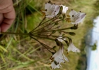 <i>Alstroemeria albescens</i> M.C. Assis [Alstroemeriaceae]